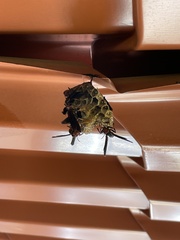 Polistes erythrocephalus