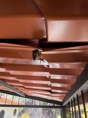 Polistes erythrocephalus