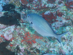 Scorpis lineolata