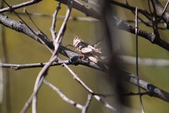 Rhammatocerus viatorius