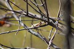 Rhammatocerus viatorius