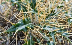 Ptilostemon hispanicus