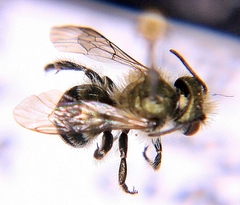 Osmia pumila