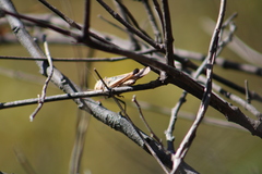 Rhammatocerus viatorius