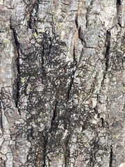 Frullania