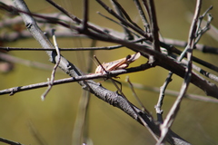 Rhammatocerus viatorius