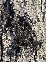 Frullania