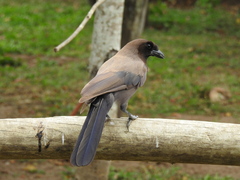 Cyanocorax cyanomelas