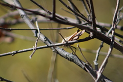 Rhammatocerus viatorius