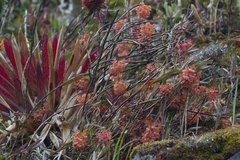 Epidendrum gratissimum
