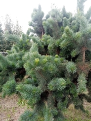 Pinus
