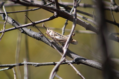 Rhammatocerus viatorius