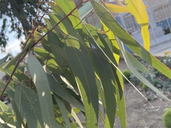 Eucalyptus camaldulensis