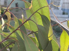 Eucalyptus camaldulensis