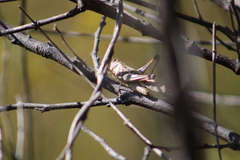 Rhammatocerus viatorius