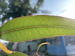 Eucalyptus camaldulensis