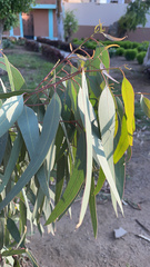 Eucalyptus camaldulensis