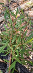 Billardiera cymosa