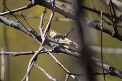 Rhammatocerus viatorius