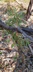 Billardiera cymosa