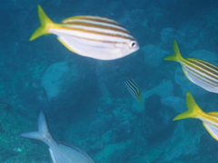 Atypichthys strigatus