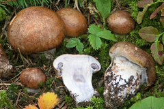 Phlegmacium spadicellum