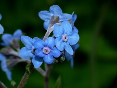 Cynoglossum amabile