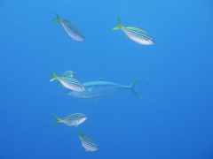 Atypichthys strigatus