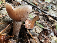 Laccaria amethysteo-occidentalis