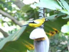 Icterus leucopteryx