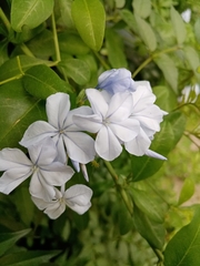 Plumbago