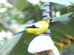 Icterus leucopteryx