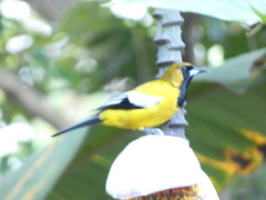 Icterus leucopteryx