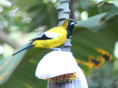 Icterus leucopteryx