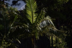 Cocos nucifera