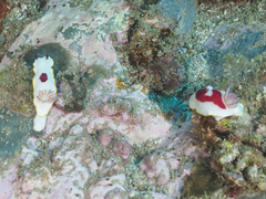 Goniobranchus splendidus