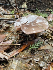 Laccaria amethysteo-occidentalis