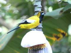 Icterus leucopteryx