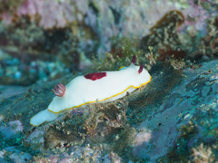 Goniobranchus splendidus