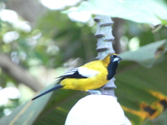 Icterus leucopteryx