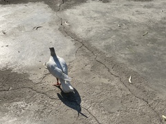 Columba livia domestica
