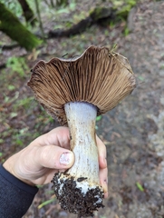 Glaucopodes
