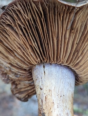 Glaucopodes