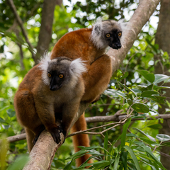 Eulemur macaco