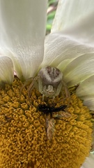 Misumenops