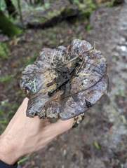 Glaucopodes
