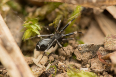 Liophrurillus flavitarsis