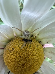 Misumenops