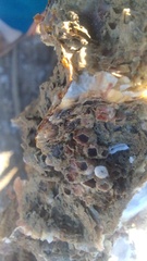 Amphibalanus amphitrite