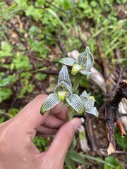 Chloraea magellanica